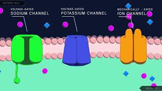 Action Potential in the Neuron [upl. by Schmeltzer]