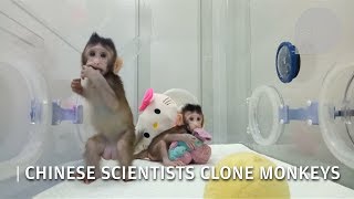 Animal cloning  a video showing Chinas successfully cloned monkeys [upl. by Vannie]