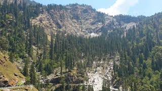 🌲 Cupressus torulosa 🌲 Himalayan Cypress  सुरई  India 🇮🇳 [upl. by Bertine]