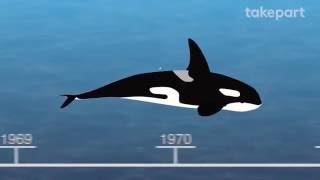 50 Years of Marine Mammal Captivity in 4 Minutes  CAPTIVE  TakePart [upl. by Eenerb]