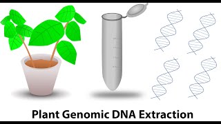 Plant genomic DNA extraction [upl. by Yrffej]