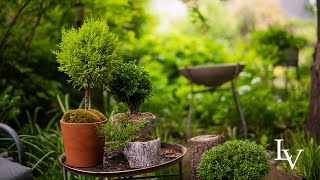 How To Revive a Lemon Cypress Topiary  Linda Vater [upl. by Tolkan]