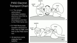 Cytochrome P450 Electron Sources P450 Reductase or Adrenodoxin [upl. by Giarc]