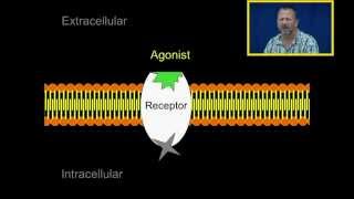 Agonist and Antagonists [upl. by Alma]