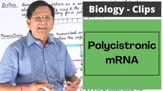 Polycistronic mRNA  Biology Clips [upl. by Oilasor]