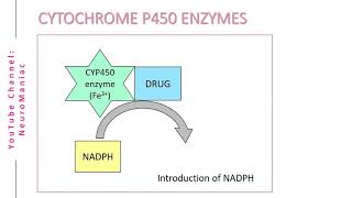 BIOCHEMISTRY  CYTOCHROME P450 ENZYMES AND OXIDATION PROCESS [upl. by Chinua]