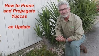 Yucca Pruning and Propagation Update [upl. by Kcirddot]