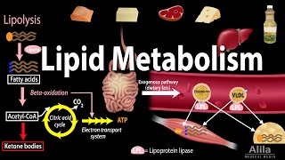 Lipid amp Lipoprotein Processing Part 2  Chylomicron Metabolism [upl. by Evette]