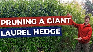 How to Prune and Cut back a large Laurel Hedge [upl. by Dielle]