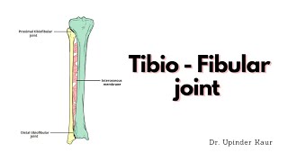 Tibio  Fibular joint [upl. by Laira130]