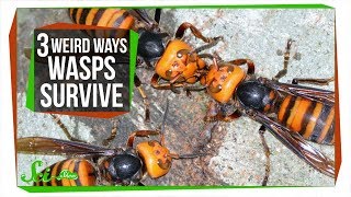 3 Wasps That Will Do Anything to Survive [upl. by Binetta]