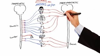 Pharmacology  AUTONOMIC NERVOUS SYSTEM MADE EASY [upl. by Herm]