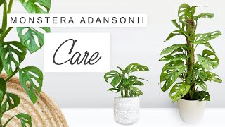 Monstera Adansonii Complete Care Guide 🌿 Tips  Tricks Propagation  ALL YOU NEED TO KNOW 🌱 [upl. by Shevlo]