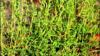 How to Grow Thyme from Seeds [upl. by Allissa]