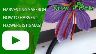 Harvesting Saffron  How to Harvest Saffron crocus flowers stigmas [upl. by Jock]