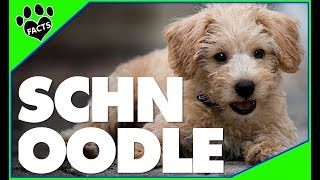 Top 10 Facts About Schnoodles  Miniature Schnauzer Poodle Mix Dogs 101 [upl. by Aleb719]