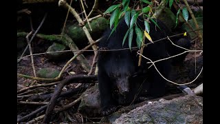 Dhole amp Asiatic Black Bear Khoayai Nationpark Thailand [upl. by Notsuj384]