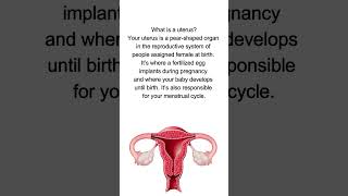 Anatomy of the Uterus [upl. by Feldman]