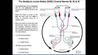 Everything to Know about Vestibular Therapy [upl. by Kelwen]