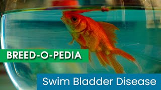 How to Save your Fish from Swim Bladder Disease [upl. by Eedissac131]