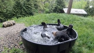 Top Moments Of Cuteness And Rascality At The Oregon Zoo [upl. by Carrington]