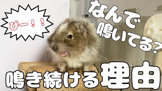 【鳴き声】デグーがずっと鳴き続ける理由って何？一般的な意見と我が子の場合について紹介！ [upl. by Canice3]