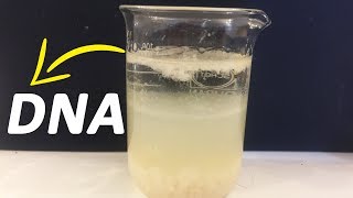 How To Extract DNA From Banana At Home [upl. by Adelpho]