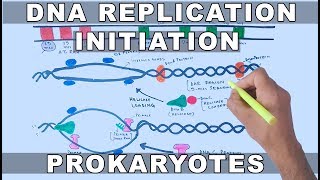 DNA Replication in Prokaryotes  Initiation [upl. by Thorman]