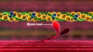 Muscle Contraction Part 3 The Cross Bridge Cycle [upl. by Eocsor380]