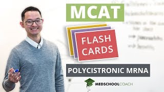 MCAT Flashcard Polycistronic mRNA [upl. by Analat]