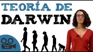 Teoría darwinista  Teoría de DARWIN [upl. by Mhoj]