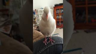 Male dove cooing [upl. by Terrance]