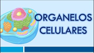 ORGANELOS CELULARES Organelos Membranosos [upl. by Laetitia]