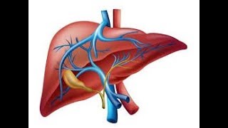 Fisiología del hígado [upl. by Dolf559]