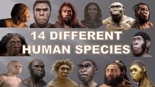 14 Human Species That Existed Before Us 2020  Explained [upl. by Eerdua]