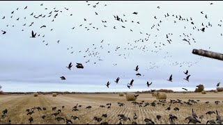 🔥 SASKATCHEWAN WATERFOWL FURY [upl. by Neroc]