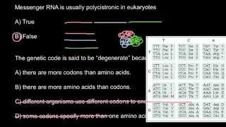 What polycistronic messanger RNA means [upl. by Layol253]