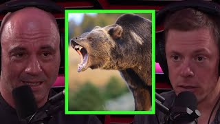 Steve Rinella Details After Effects of Grizzly Bear Encounter [upl. by Pelage]