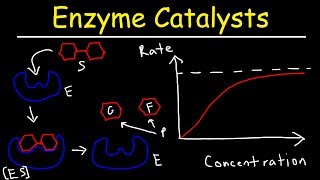 Enzymes  Catalysts [upl. by Ssirk325]