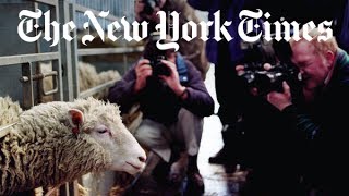 The Story of Dolly the Cloned Sheep  Retro Report  The New York Times [upl. by Gillette]