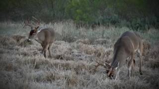 The Double Dime Ranch  Zavala County Texas [upl. by Yllom]