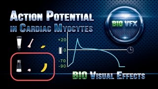 Action Potential in Cardiac Myocytes [upl. by Tuorah]