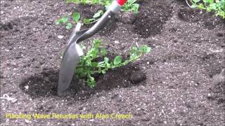 How to Plant Wave Petunias The Plant Farm® [upl. by Attena33]