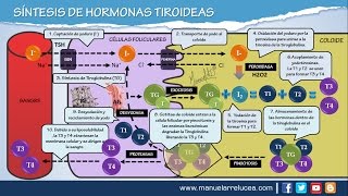 SÍNTESIS DE HORMONAS TIROIDEAS [upl. by Keram]