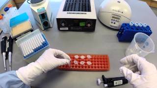 DNA Extraction Protocol  Part 1 [upl. by Enitsirt]