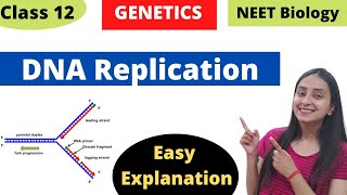 DNA Replication  Molecular Basis of Inheritance  Class 12 Genetics [upl. by Lily]