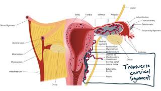 Reproductive System  Introduction Anatomy and Physiology  Biology  MCAT [upl. by Ahsat782]