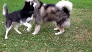 Siberian husky VS Alaskan Malamute [upl. by Yeca7]