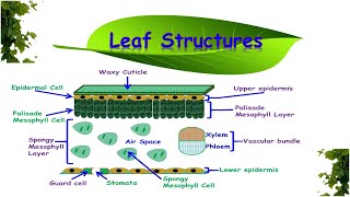 Leaf Structures amp Functions [upl. by Lynette]