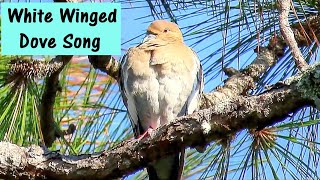 White Winged Dove Song [upl. by Canute723]